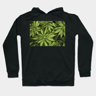 Hemp Plant Artwork Hoodie